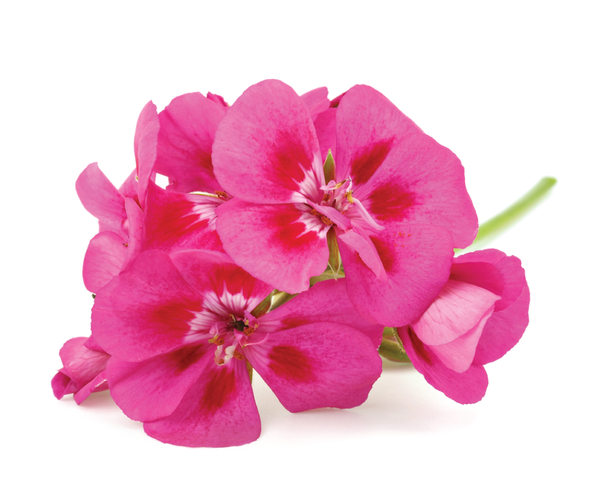 Geranium Flower