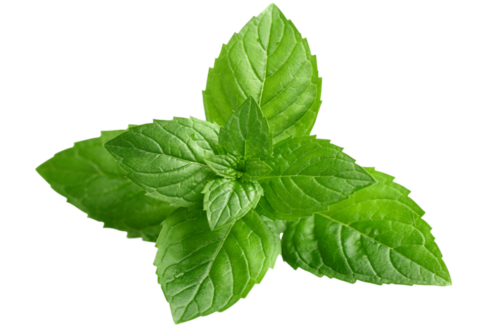 Peppermint