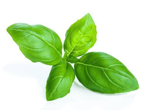 Basil Herb