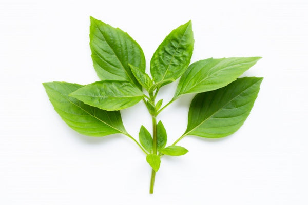 Sweet Basil