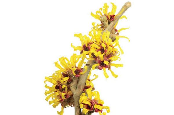 Witch Hazel
