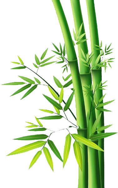 Bamboo