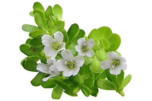 Brahmi