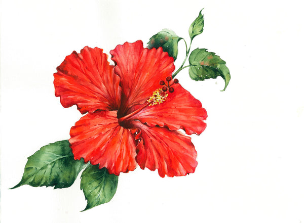 Hibiscus