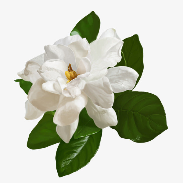 Jasmine