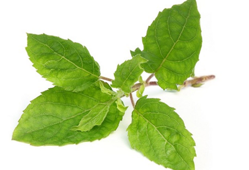Tulsi